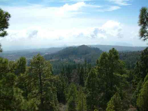 The Canary pine forest