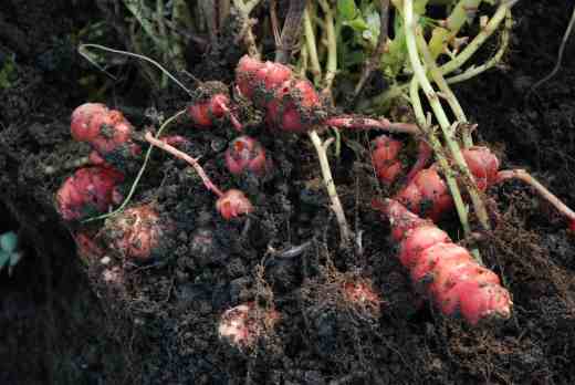The tubers were clustered tightly together at the base of the plant