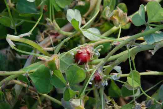 In November the stems were producing tiny tubers