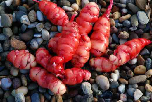 Oca, washed and ready for the kitchen