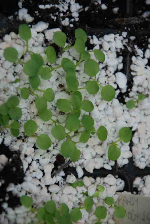 Pansies took two weeks to germinate