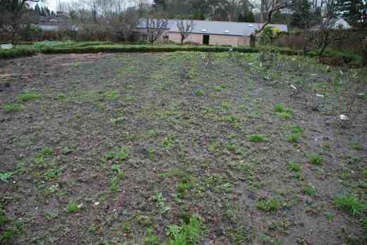 The rose garden site in January 2013