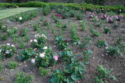 The first flowers appeared on the roses in the last week of June - here on the beautiful 'Eyes for You'