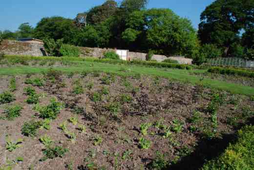 By June the annuals had been planted and there was, at last, some growth on the roses