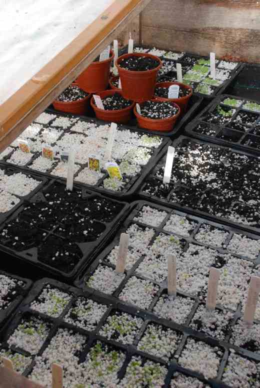 The prop bench packed with seeds. I tend to cover seeds with Perlite to allow light to reach those seeds that need it but keep the seeds moist