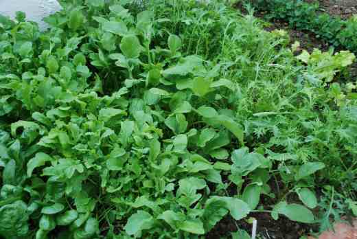By April 19 the spinach (far left) was ready to pick and the rest of the salads, including the pea shoots (far right) were very productive