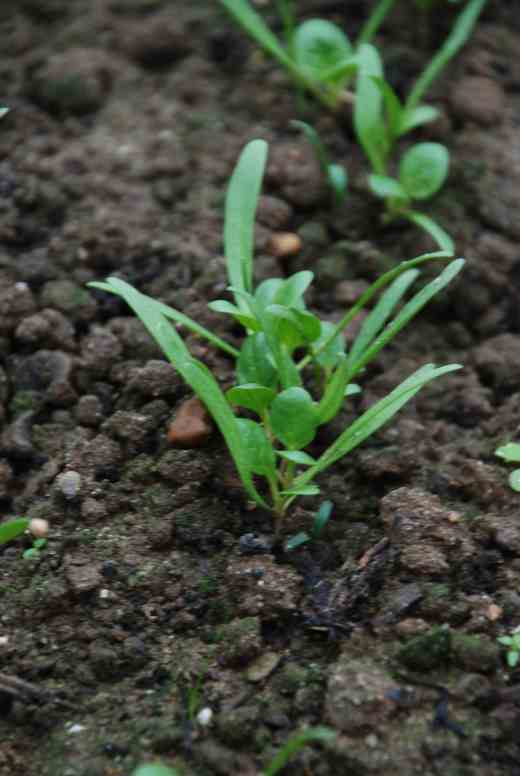 Spinach, sown on Jan 8, a month later, on March 8. early growth was slow but soon speeded up!