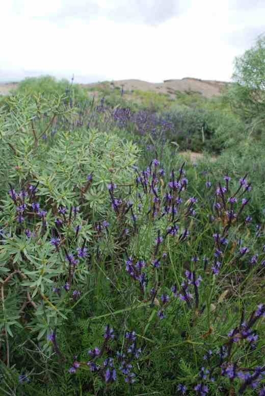 Canarian lavender with Euphorbia balsamifera