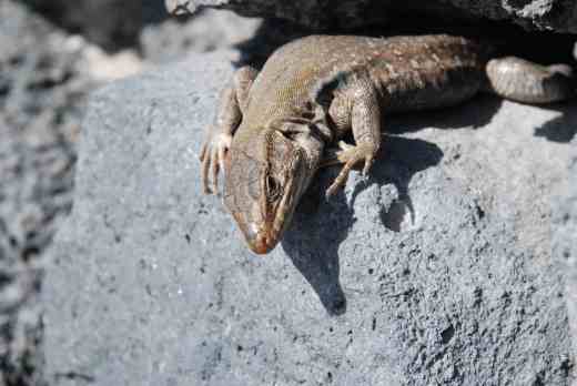 One of the friendly residents that will greet you in Tenerife