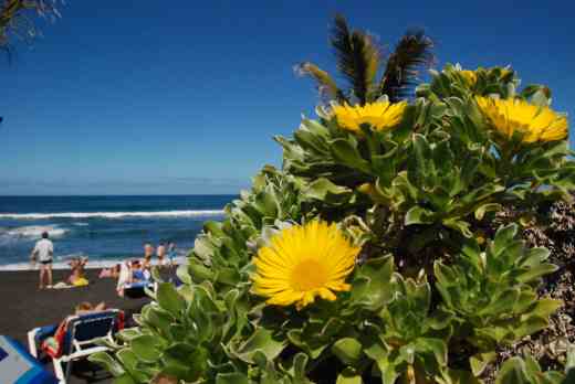 A plant - Asteriscus maritimus - suitably by the sea