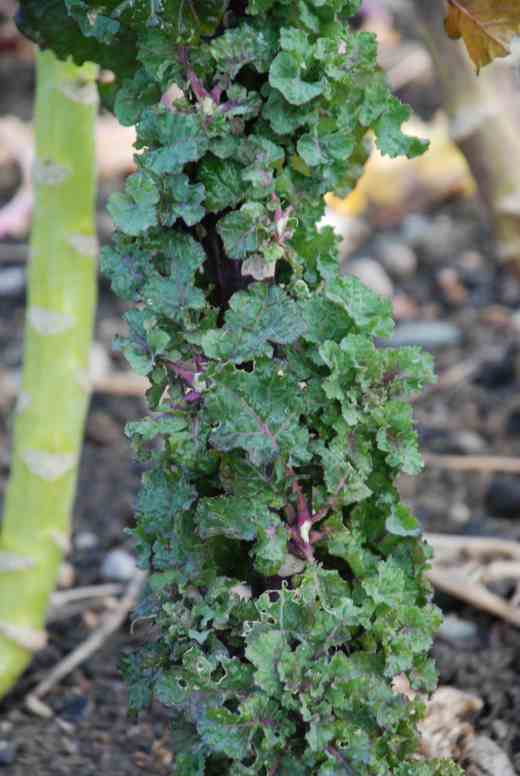 'Petit Posy' not looking its best because it has been harvested up the stem, but showing the general idea