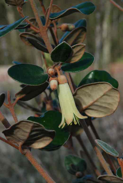 Correa backhousiana is a delightful combination of attractive flowers and foliage