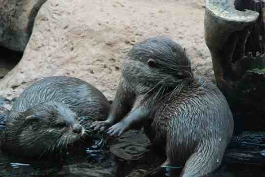 Though otters move quicker