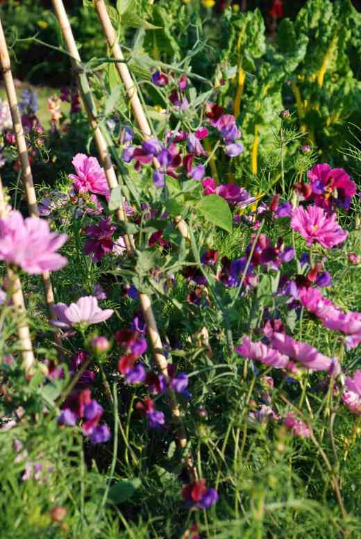 'Matucana' growing up caned with runner beans and cosmos