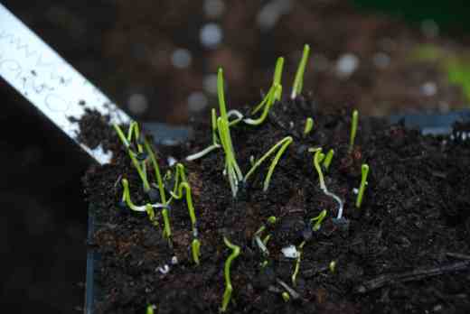 Handle the seedlings carefully so you do not damage the one root. Unlike most roots, bulb roots do not branch if they are damaged - new ones are produced from the base of the bulb.