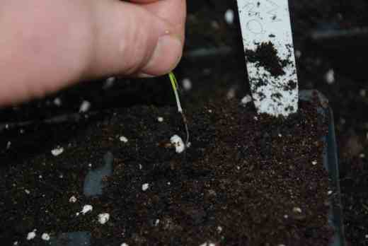 One onion seedling is carefully moved to its new home