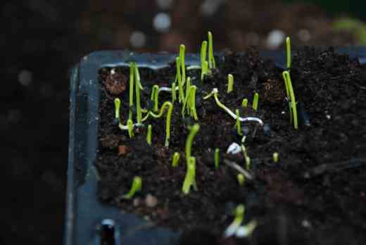 Onion seedlings ready to transplant