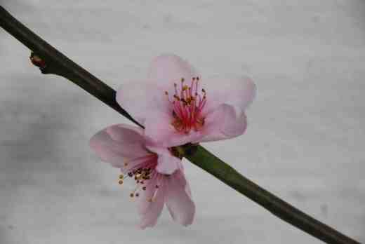 Spring must be coming - the peaches are in bloom