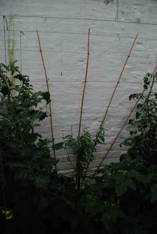 Then the tough bit, cutting away 80% of what you bought, to encourage low branching and a fan shape - done in July last year