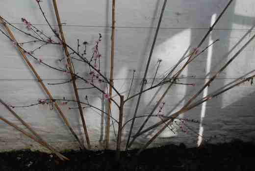 But new shoots will grow and the next spring (in fact today) there will be flowers and, with care, fruit, just 18 months after planting