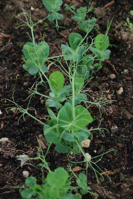 Peas for pea shoots. Once you pick the first shoot two or three more will be produced