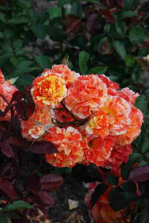 rose oranges and lemons