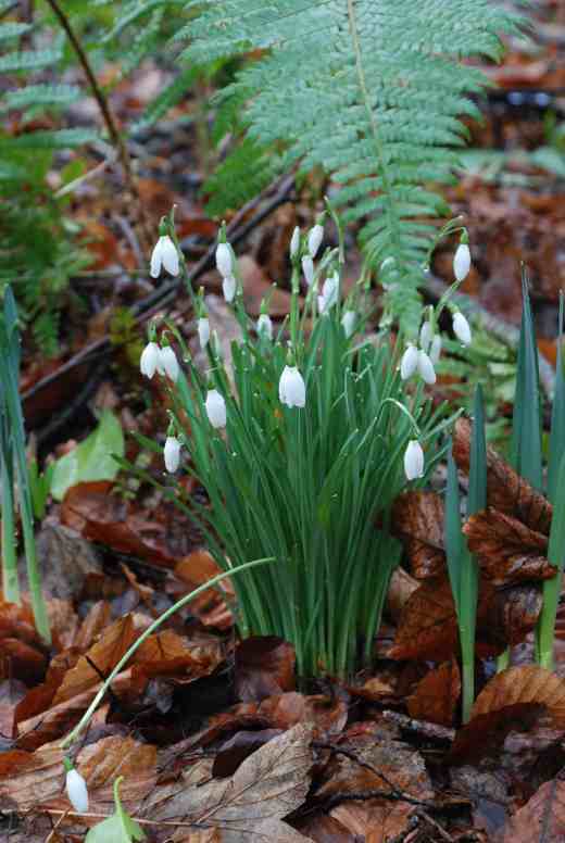 snowdrops wood