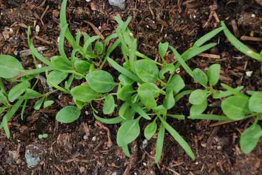 Spinach for young leaves for salads