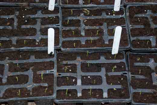 Sweet pea seedlings on Nov 21