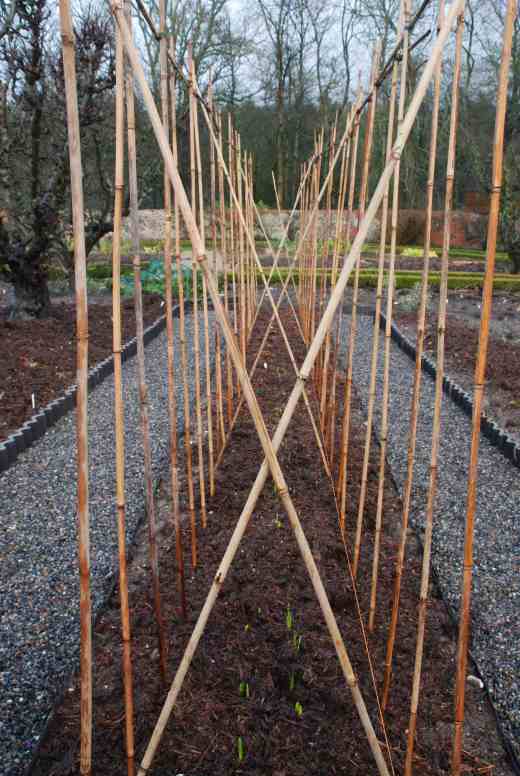 The canes ready for the sweet peas. The canes are set 40cm apart in the rows. The area between the two rows is planted with daffodils for cutting