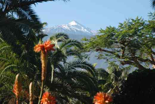 View of Teide from Casino Taoro gardens