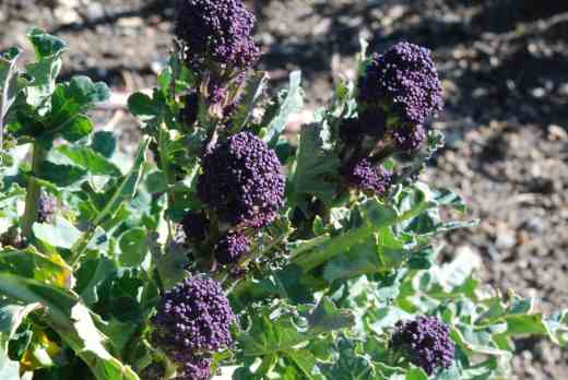 After taking up room in the garden for almost ten months the sprouting broccoli is ready to pick - yum!
