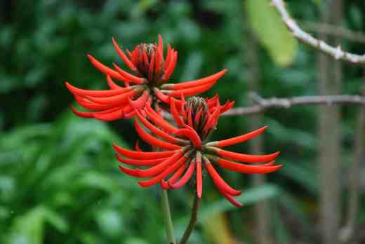 erythrina