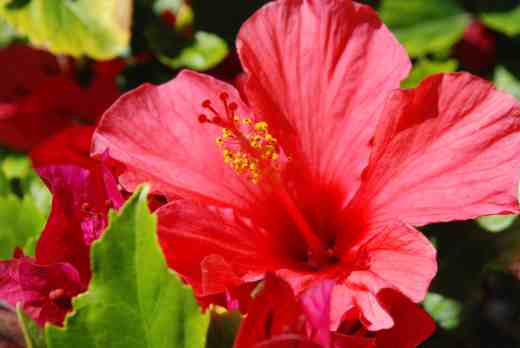 hibiscus2