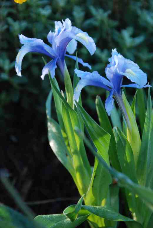 iris aucheri