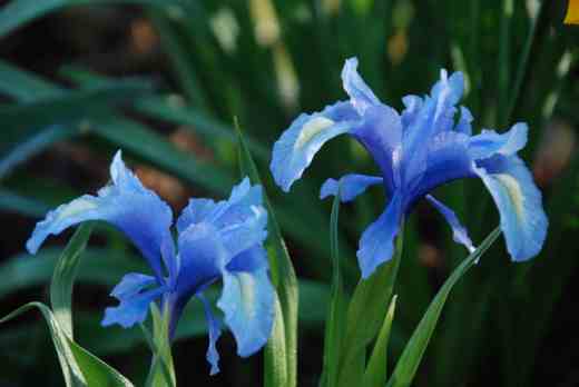 iris aucheri4