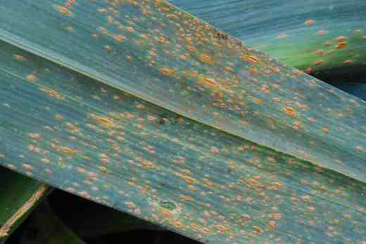 leek rust 2 march 31
