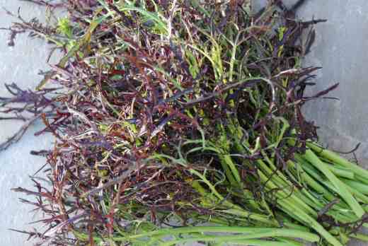 The flowering stems of 'Red Frills' are delicious, with just enough bite to make them different. 