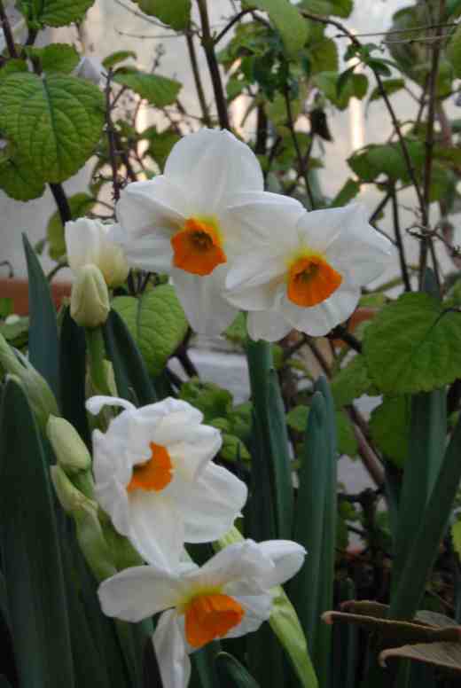 Narcissus 'Geranium'