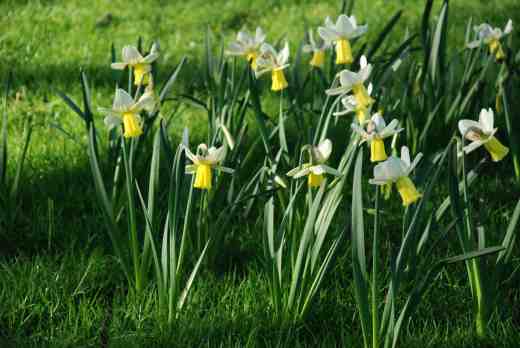 Narcissus 'Surfside' (6W-Y) AGM