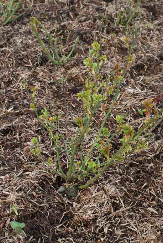 New growth has begun so it is time to prune. Pruned roses are in the background