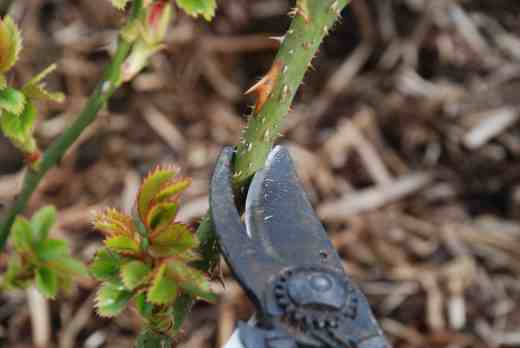 Strong shoots are cut back less hard as long as they are healthy and well placed