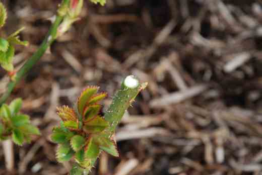 The pruned stem showing the outward-facing bud