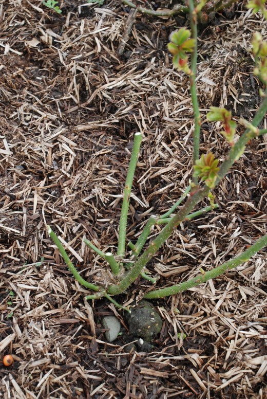 After pruning. Cluster-flowered roses are usually pruned less hard than large-flowered roses because you are aiming for lots of flowers rather than just a few, giant, flowers. Hard pruning also delays flowering slightly but can be necessary if the bush is overgrown or has not been pruned for a long time