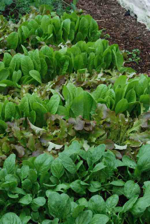 SALADS march 31