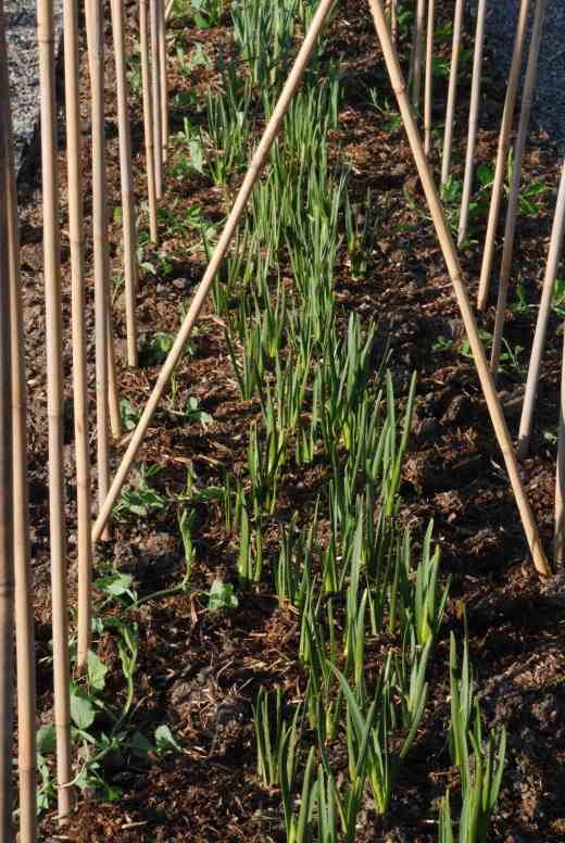 The sweet peas all planted - 52 plants in all, with daffodils for cutting planted between the two rows