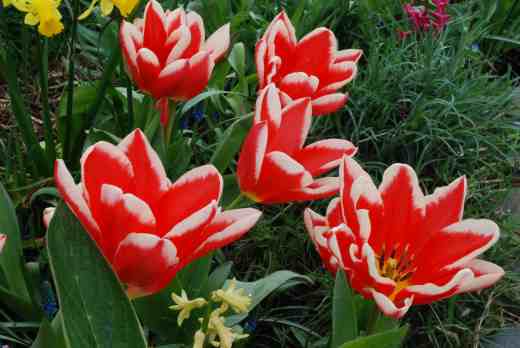 tulip pirand march 31