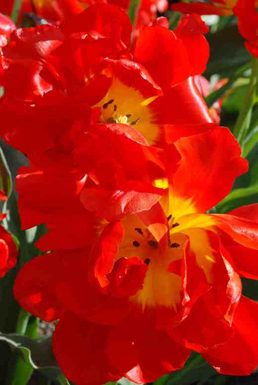 'Abba' is a 'knock'em dead' Double Early tulip. Most of these have a pleasant scent and orange tulips seem to have better perfume than others. 