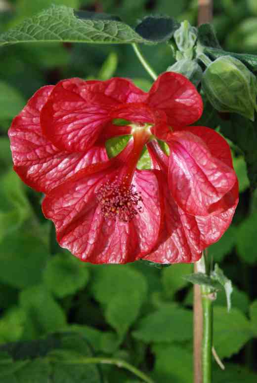 Abutilon 'Giant Berry' - a really 'in your face' plant with huge blooms