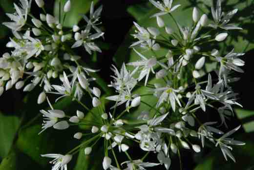allium ursinum3